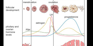 Beitragsbild des Blogbeitrags How Do I Track My Cycle For Pregnancy Or Contraception? 