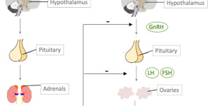 Beitragsbild des Blogbeitrags Die Wissenschaft hinter hypothalamischer Amenorrhö (HA) 