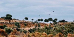 Beitragsbild des Blogbeitrags Chalkidiki – Entdecke die wilde Landschaft von Sithonia
