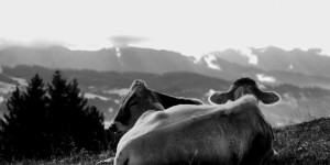 Beitragsbild des Blogbeitrags Auf Foto-Safari im Allgäu – Kühe in Schwarz-Weiß 