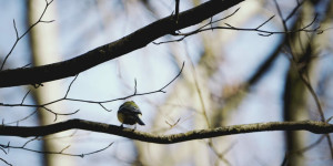 Beitragsbild des Blogbeitrags Erstkontakt: Wildvögel mit dem Fujifilm XF 70-300 mm 