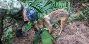 Beitragsbild des Blogbeitrags Vier Kinder, darunter ein Baby, wurden nach einem Flugzeugabsturz lebend in Amazonas gefunden