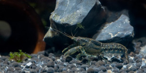 Beitragsbild des Blogbeitrags Der Bestand an Bitcoin-Garnelen steigt auf 1,31 Millionen BTC 