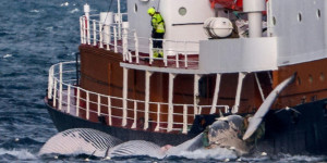 Beitragsbild des Blogbeitrags In Island wächst der Widerstand gegen den Walfang, da ein Regierungsverbot droht