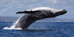 Beitragsbild des Blogbeitrags Die ARB-Akkumulation von Whale verleiht dem DeFi-Token wieder Schwung – hier ist der Grund 