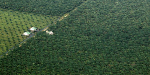 Beitragsbild des Blogbeitrags Indonesien führt einen Rückgang der Entwaldung durch strengere Kontrollen an 