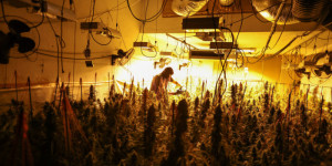 Beitragsbild des Blogbeitrags Spanien kämpft gegen Ganja-Banden