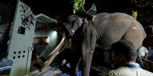 Beitragsbild des Blogbeitrags Vernachlässigter Elefant besteigt Jumbo-Flug nach Hause nach Thailand 
