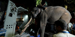 Beitragsbild des Blogbeitrags Vernachlässigter Elefant besteigt Jumbo-Flug nach Hause nach Thailand