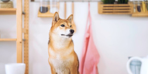 Beitragsbild des Blogbeitrags Der Vorverkauf des neuen KI-basierten Projekts Shiba Memu erregt große Aufmerksamkeit bei Investoren