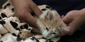 Beitragsbild des Blogbeitrags Viruskrankheit tötet Katzen auf der „Katzeninsel“ Zypern 