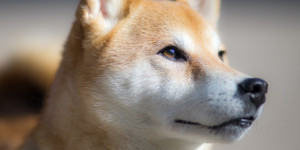 Beitragsbild des Blogbeitrags 2,4 Billionen SHIB auf unbekannte Wallet verschoben: bullisch Wave Voraus für Shiba Inu? 