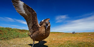 Beitragsbild des Blogbeitrags Der DODO-Preis steigt um 33 %, nachdem Binance eine wichtige Ankündigung gemacht hat