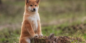 Beitragsbild des Blogbeitrags Preisausblick für Shiba Inu (SHIB) nach Shibarium-Rückschlag 
