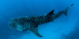 Beitragsbild des Blogbeitrags Ethereum In einer düsteren Situation?  Haie und Wale setzen den viermonatigen Ausverkauf fort 