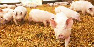 Beitragsbild des Blogbeitrags US-Behörden beschlagnahmen Kryptowährungen in Verbindung mit Betrug im Zusammenhang mit Schweineschlachtung bei Binance