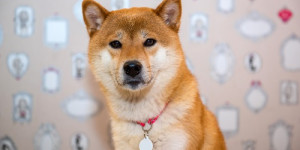 Beitragsbild des Blogbeitrags Dogecoin und Shiba Memu (SHMU) – wie sind die Preisaussichten?
