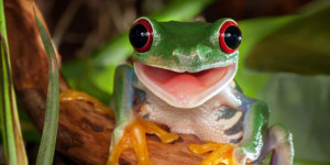 Beitragsbild des Blogbeitrags PEPE-Preis steigt um 90 %, da Meme-Münze über 155.000 On- erreichtChain Geldbörsen