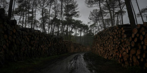 Beitragsbild des Blogbeitrags „Zeitbombe“: Baumtötende Käfer bedrohen Frankreichs üppige Wälder 