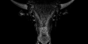 Beitragsbild des Blogbeitrags Bitcoin-Bullenmarkt: Krypto-Spot-Handelsvolumen klettern auf 8-Monats-Höchststände