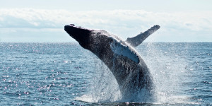 Beitragsbild des Blogbeitrags Cardanos Whale Watch: ADA-Marktkapitalisierung steigt inmitten von On- um über 10 %Chain Raserei 