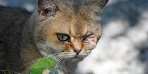 Beitragsbild des Blogbeitrags Chinas Tierfreunde bekämpfen den illegalen Handel mit Katzenfleisch 