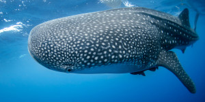 Beitragsbild des Blogbeitrags Bitcoin Sharks & Whales verkaufen 2,2 Milliarden US-Dollar, aber BTC bleibt bei 37.000 US-Dollar