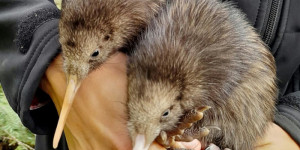 Beitragsbild des Blogbeitrags Wellington begrüßt die ersten wildgeborenen Kiwi-Küken seit einem Jahrhundert 