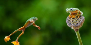 Beitragsbild des Blogbeitrags PEPE verzeichnet einen wöchentlichen Gewinn von 46 % – kann es den 1-Dollar-Jackpot knacken?