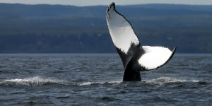 Beitragsbild des Blogbeitrags Bitcoin erwacht in der Satoshi-Ära: 2010 Block Reward verändert sich 3 Tage nach Mega Whale Aktivität”
Kürzer: “Bitcoin erwacht: 2010 Block Reward verändert sich nach Mega Whale Aktivität