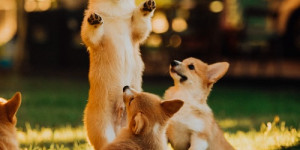 Beitragsbild des Blogbeitrags Shiba Memu (SHMU) wird davon profitieren, wenn die Alt-Saison Gestalt annimmt