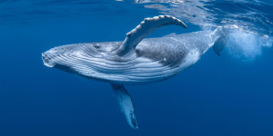 Beitragsbild des Blogbeitrags Wale akkumulieren Maker und Aave, Weg zu Höchstständen im Jahr 2024? 