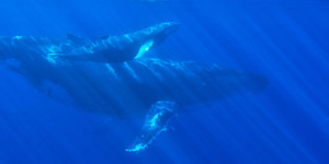Beitragsbild des Blogbeitrags XRP-Wale sind in Bewegung, was haben sie vor? 