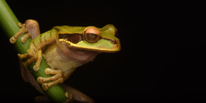 Beitragsbild des Blogbeitrags Pepe Coin steigt um über 250 % – Wird der März weitere Überraschungen bringen?