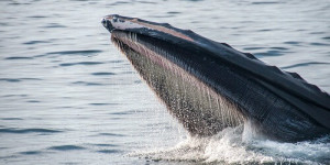 Beitragsbild des Blogbeitrags Wale häufen ONDO inmitten einer RWA-Token-Kaufwut an 