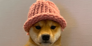 Beitragsbild des Blogbeitrags Dogwifhat steigt zum drittgrößten Meme-Coin nach Marktbewertung auf
