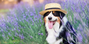 Beitragsbild des Blogbeitrags Dogwifhat (WIF)-Preisprognose inmitten eines Rückgangs, da sich der ALGT-Token-Vorverkauf von Algotech 4 Millionen US-Dollar nähert