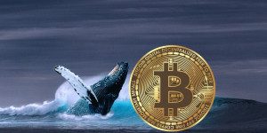 Beitragsbild des Blogbeitrags Bitcoin-Wale behalten ihr positives Akkumulationsverhalten vor der Halbierung im Jahr 2024 bei: Bericht 