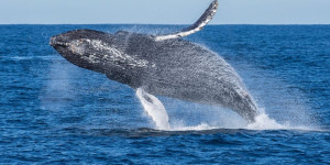 Beitragsbild des Blogbeitrags Ethereum Whale verkauft seine Bestände inmitten des Marktabschwungs