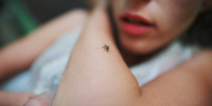 Beitragsbild des Blogbeitrags So verwenden Sie Limetten oder Zitronen und Nelken, um den ganzen Sommer über Mücken abzuwehren (ohne die schädlichen krebserregenden Chemikalien im Off-Spray) 