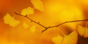 Beitragsbild des Blogbeitrags Ginkgo Biloba: Ein alter Baum mit Heilkräften