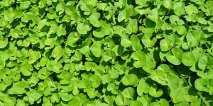 Beitragsbild des Blogbeitrags Ayurveda: Die Pflanzenheilkunde Indiens