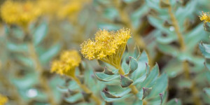 Beitragsbild des Blogbeitrags Rhodiola Rosea gegen Stress und Burnout 