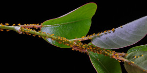 Beitragsbild des Blogbeitrags Blattläuse Hausmittel: Natürliche Schädlingsbekämpfung 
