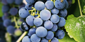 Beitragsbild des Blogbeitrags Vitamin B12-Mangel: Ein verstecktes Problem