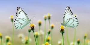 Beitragsbild des Blogbeitrags Hausmittel Blasenentzündung: Natürliche Wege zur Heilung
