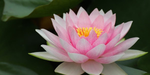 Beitragsbild des Blogbeitrags Lutein Zeaxanthin und Augengesundheit 