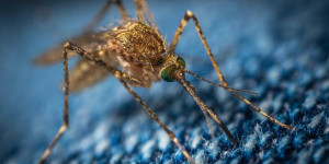 Beitragsbild des Blogbeitrags GMO-Mücken in Florida: Eine kontroverse Debatte über Gesundheit, Umweltauswirkungen und ethische Bedenken