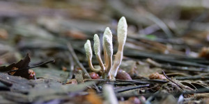 Beitragsbild des Blogbeitrags Cordyceps für Ausdauer und Energie 
