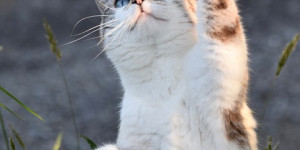 Beitragsbild des Blogbeitrags Soja-Isoflavone und hormonelle Balance